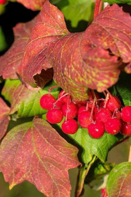 Двигатель: мощность и типы моторов