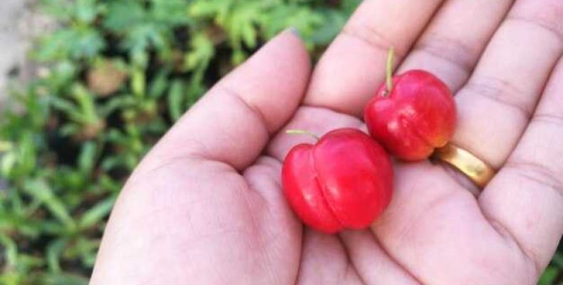 Что лучше хавал или чери