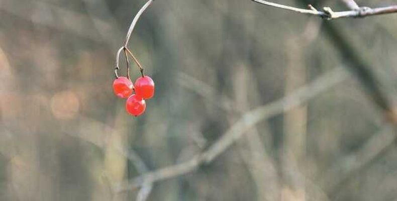 Как калину 1 сделать калиной 2