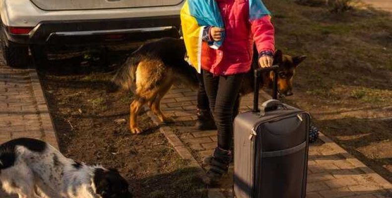 Как правильно перевозить животных на прицепе — советы и рекомендации