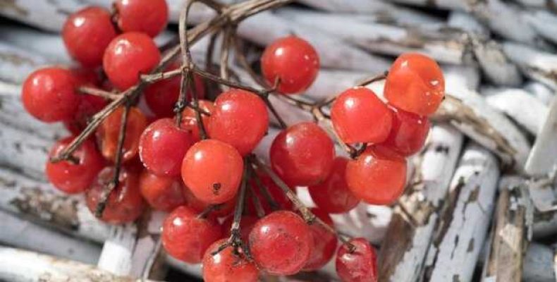 Калина универсал 1 характеристики